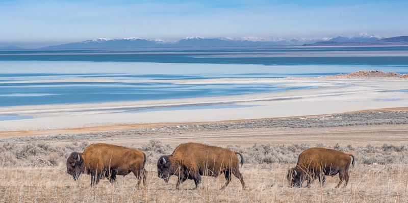 Antelope Island: Bison Paradise In A Salt Lake