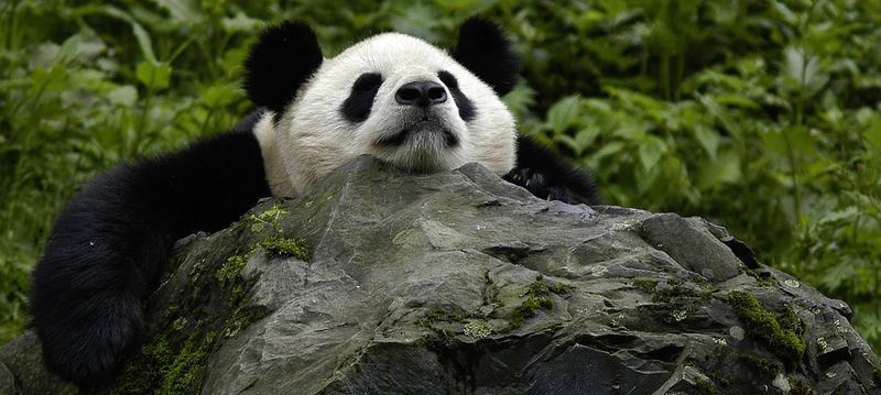 Changqing Nature Reserve – Shaanxi, China