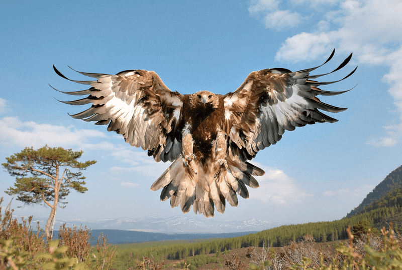 Golden Eagle