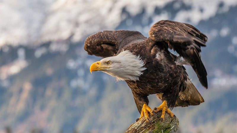 Bald Eagles Were Once Rare In California But Are Now Making A Comeback
