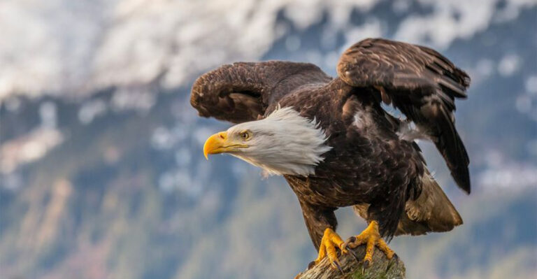 Bald Eagles Are Thriving In Northern California, Here’s Where You Can Spot Them