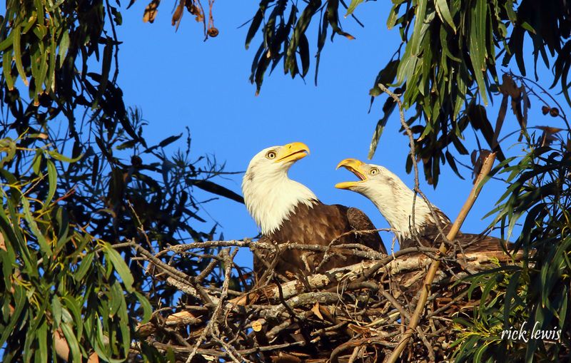 They Mate For Life And Return To The Same Nest Year After Year