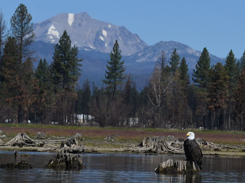 Northern California Has Become A Safe Haven For These Iconic Birds