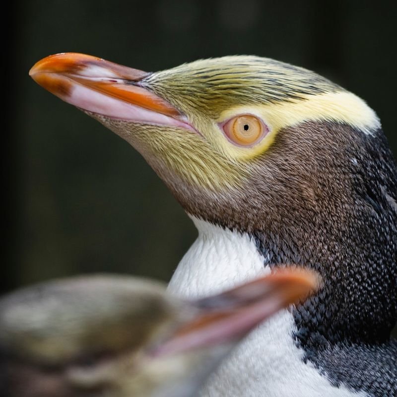 Yellow-Eyed Penguin