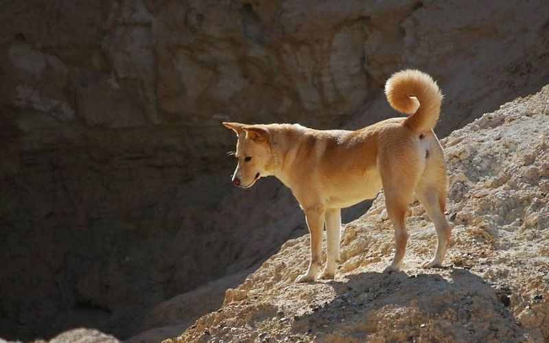 Canaan Dogs Of The Middle East – Desert Sentinels