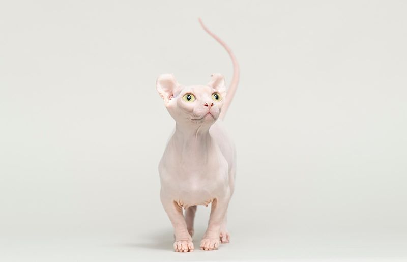 Dwelf: Tiny Elf In Cat Form