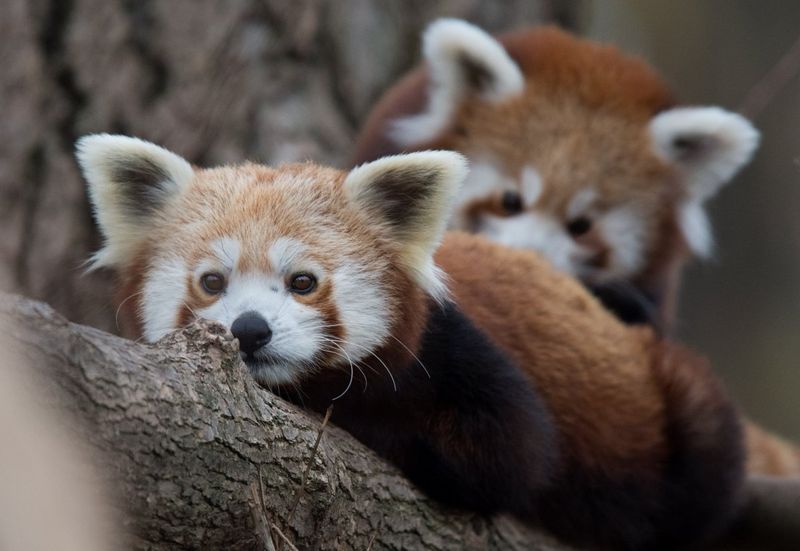 Low Reproductive Rates Slow Recovery