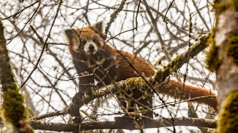 Accidental Snare Traps Claim Lives