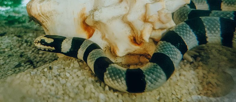 Banded Sea Krait
