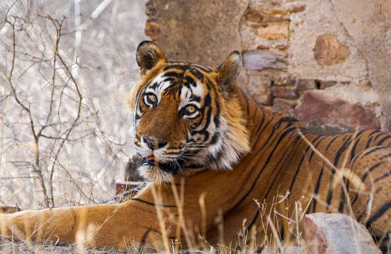 Ranthambore National Park, India
