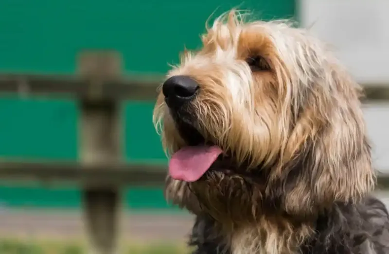 Otterhound: The Endangered British Treasure