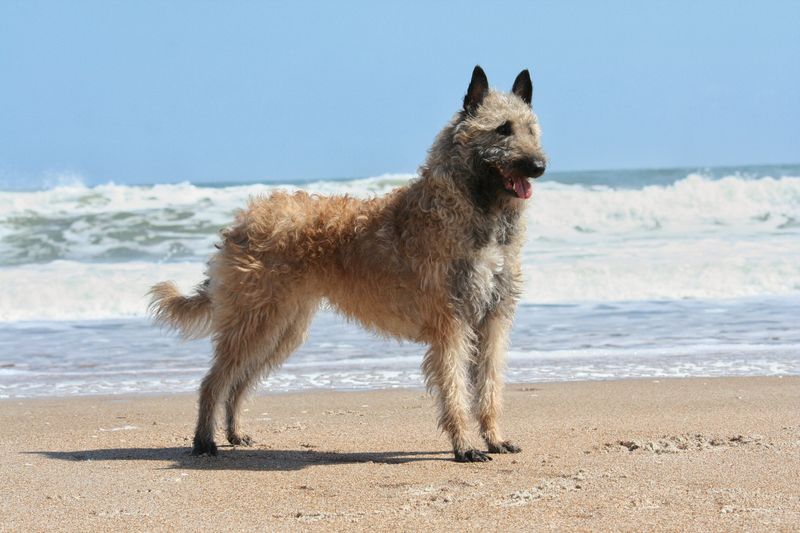 Belgian Laekenois