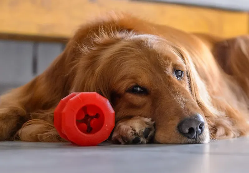 Their Toys Remain Untouched For Days
