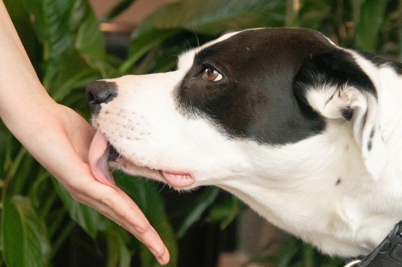 Licking Beyond Affection