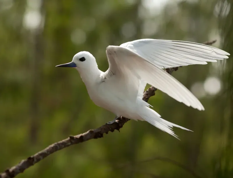 White Tern