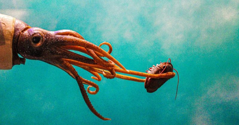 Colossal Squid – The Ocean's Heavyweight Champion