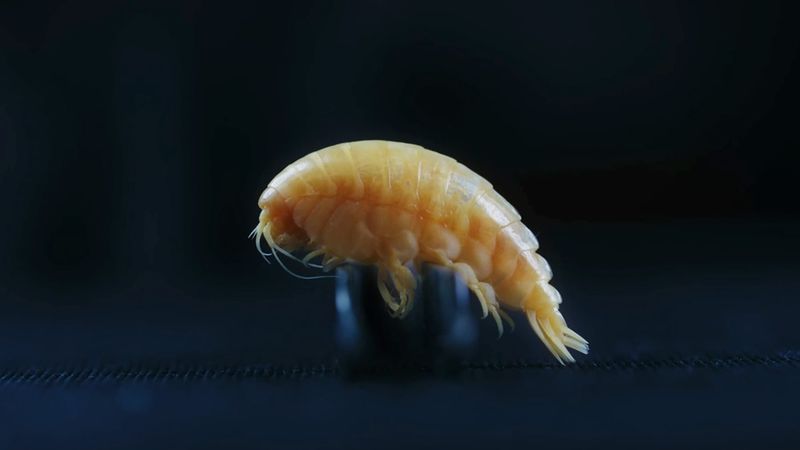 Amphipod