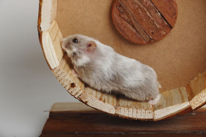 Dazzling Dwarf Hamsters