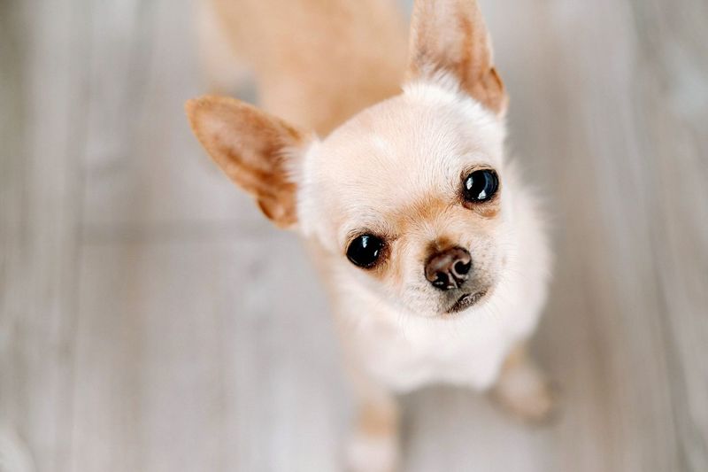 Chihuahuas: Tiny Dogs With Giant Personalities