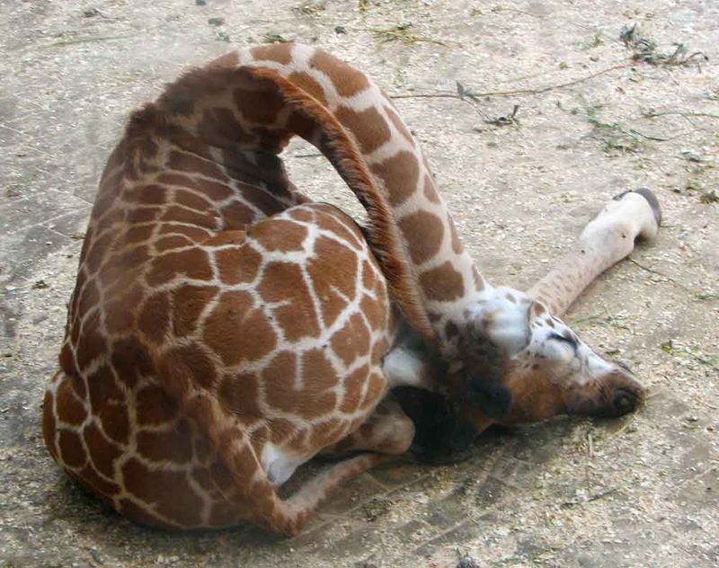 Giraffe