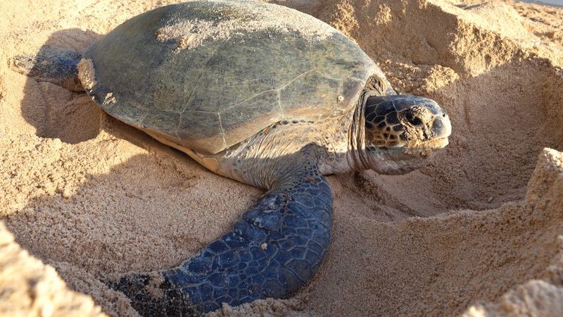 Compacted Sand Makes Nesting Harder