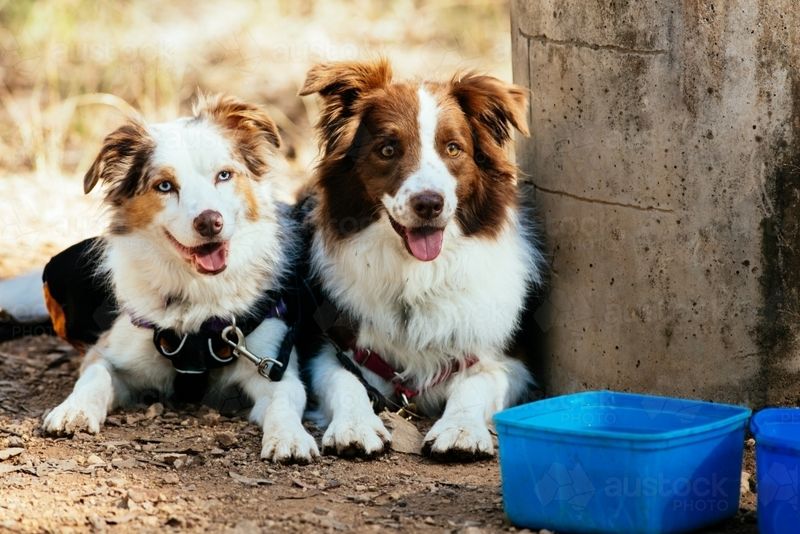 Border Collies: Brilliant Minds Need Brilliant Friends