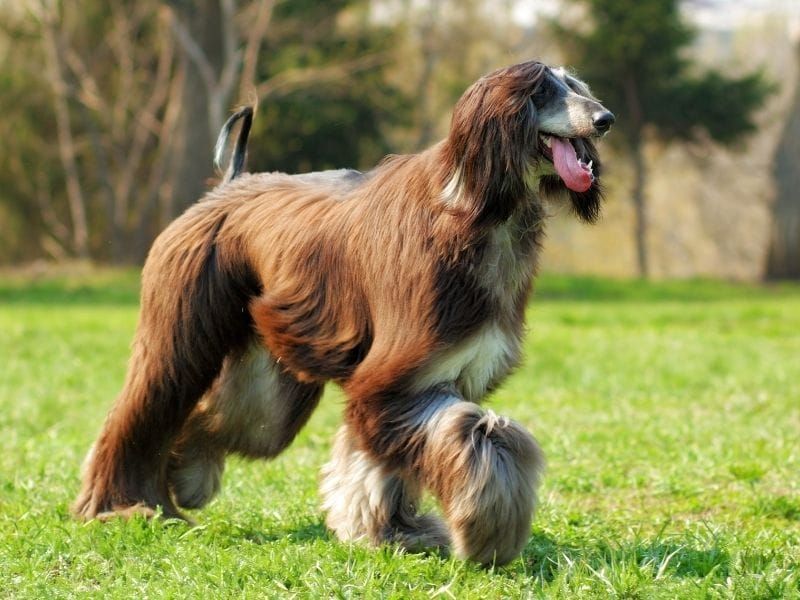 Afghan Hounds: Too Regal For Rules