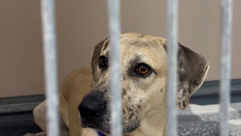 Unique Texas-Specific Rescue Situations