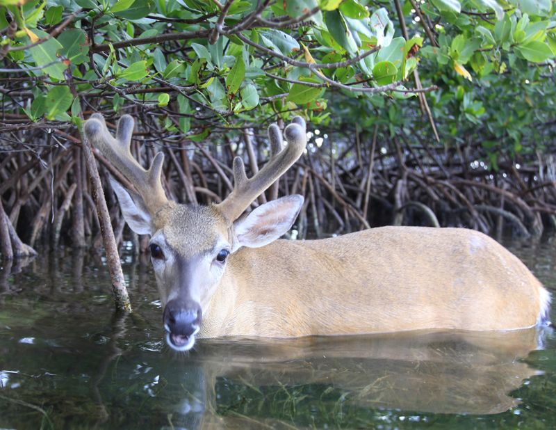 J.N. 'Ding' Darling National Wildlife Refuge, Florida