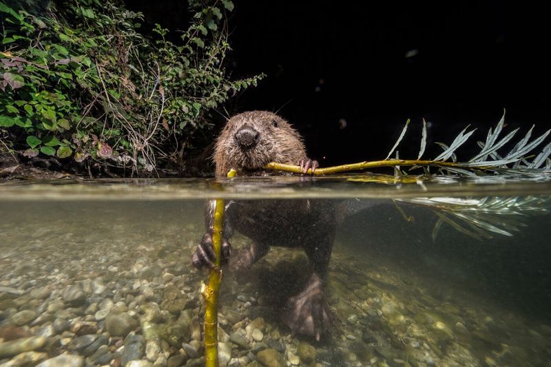 Rewilding Efforts Aim To Restore Ecosystem Balance