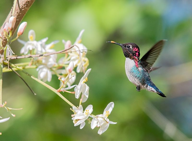 Bee Hummingbirds: Feathered Jewels That Never Grew