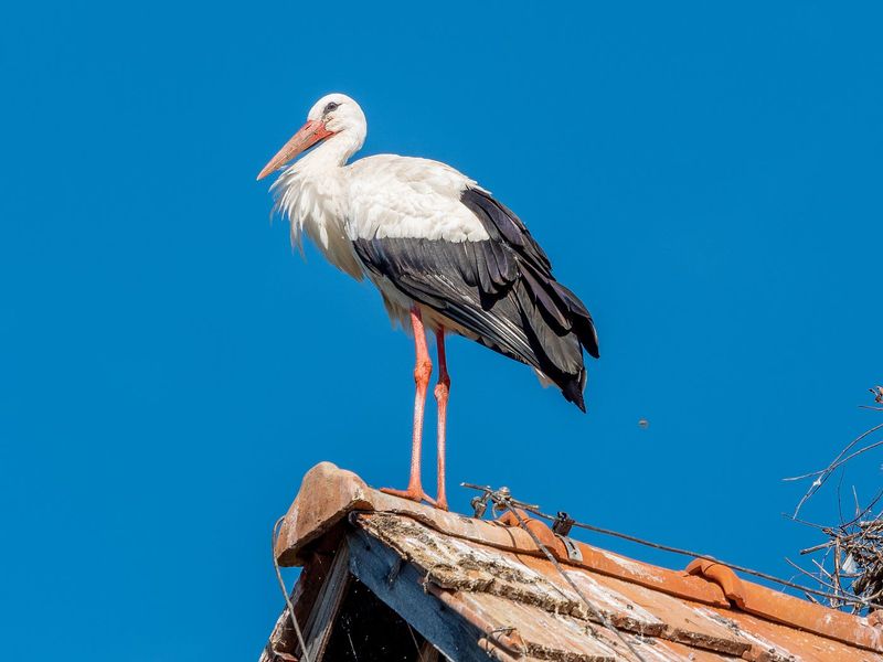 Stork's Poopy Protection