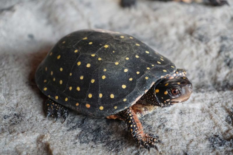 Why Saving One Turtle Species Matters For Entire Ecosystems