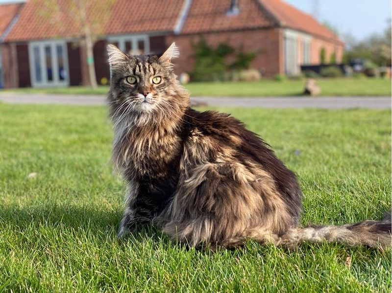 Signs Your Cat Might Be A Mix