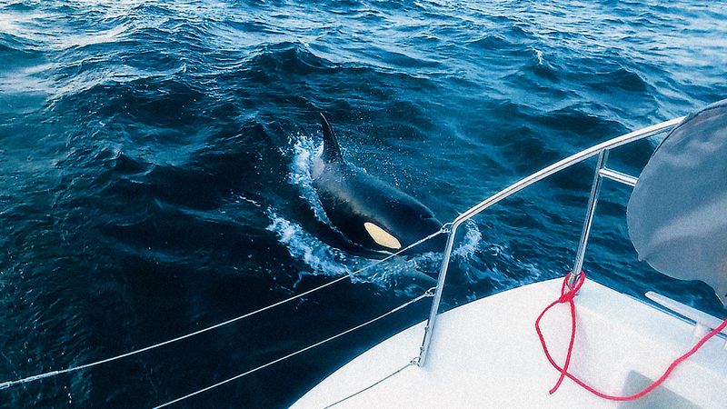 Orcas Target Rudders With Striking Precision