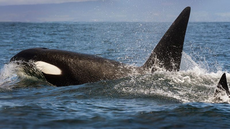Experts Are Still Unsure Of The Orcas' Motivation