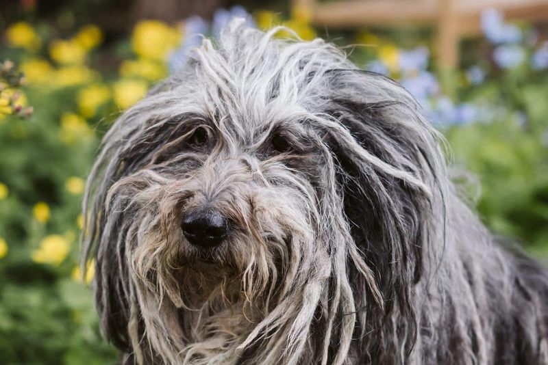 Bergamasco Shepherd