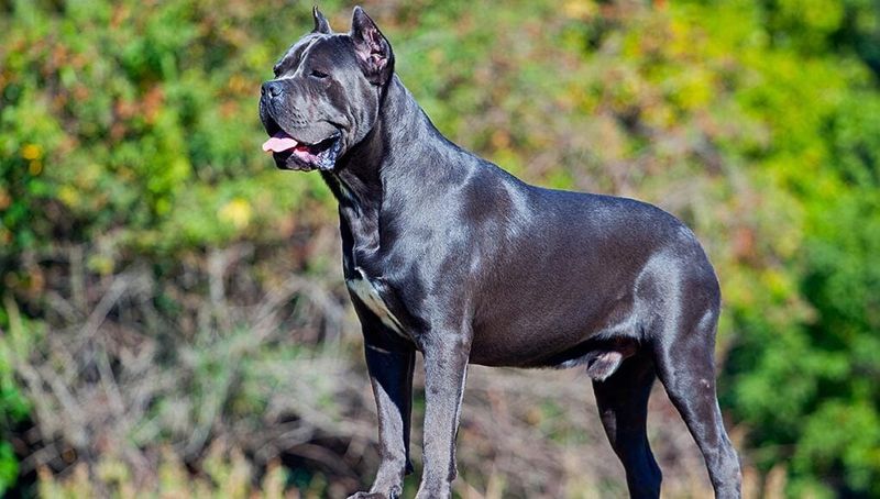 Cane Corso