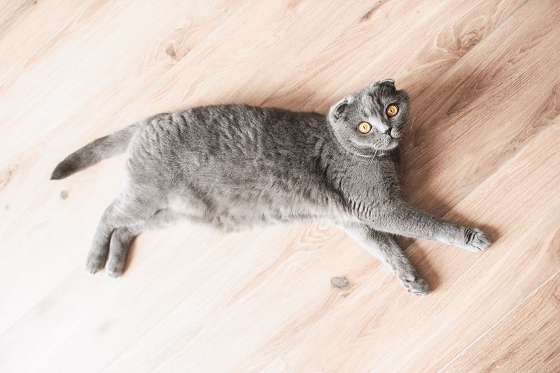 Scottish Fold