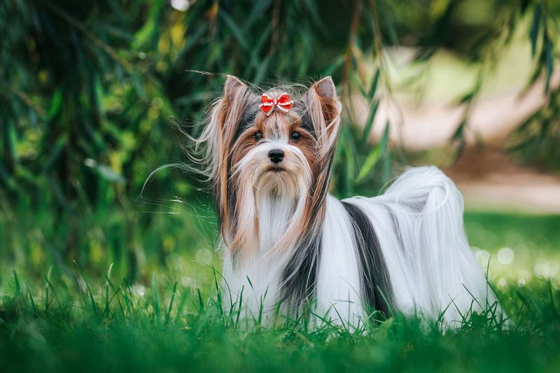 Biewer Terrier