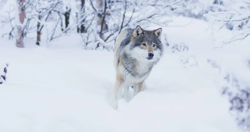 Siberian Wolf