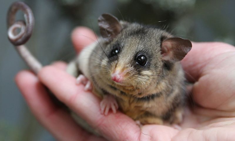 Mountain Pygmy Possum