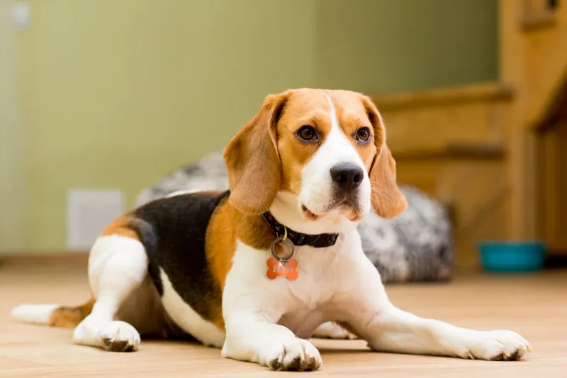 Beagles: Merry Little Adventurers