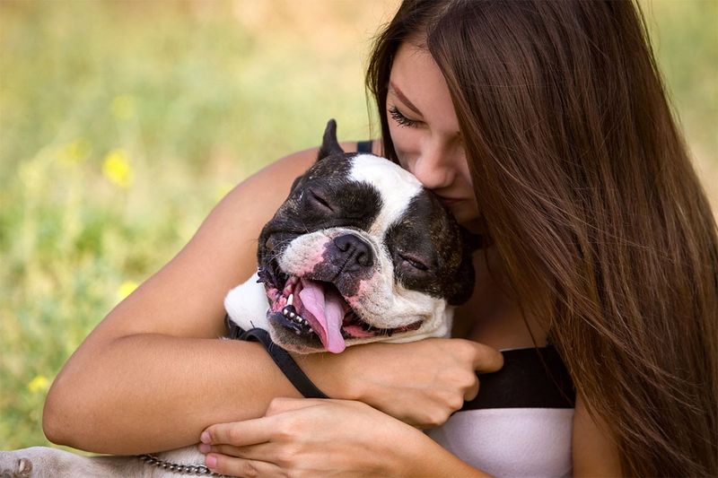 French Bulldogs: Compact Companions With Outsized Hearts