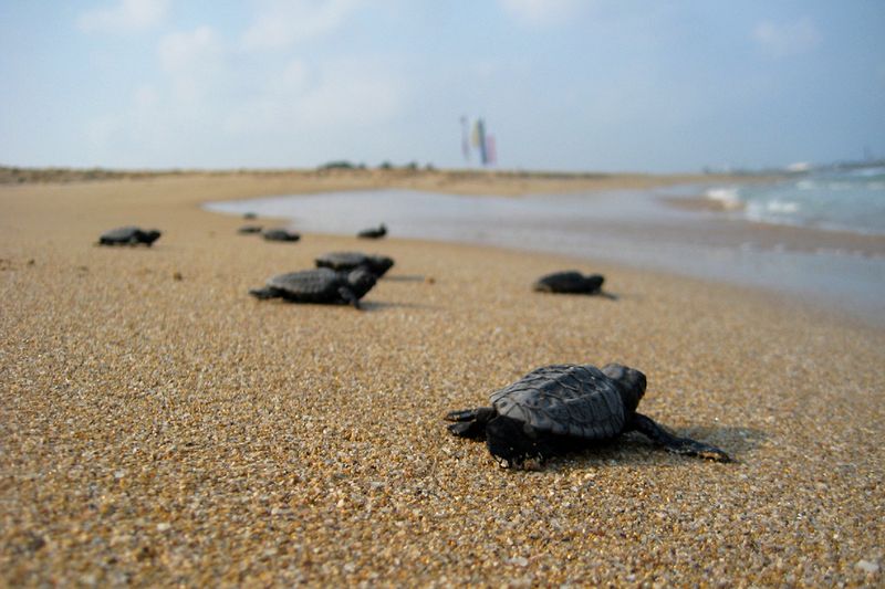 Florida: The Ultimate Sea Turtle Nesting Destination