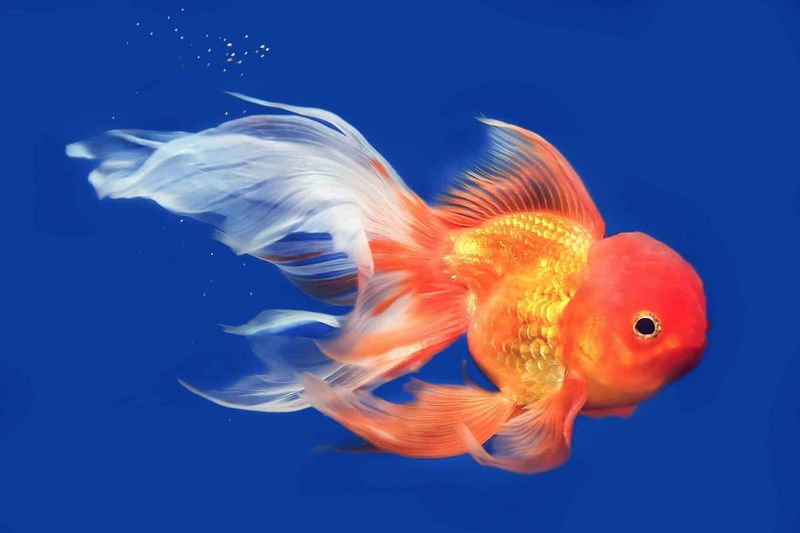 Goldfish: The Classic Aquatic Companion