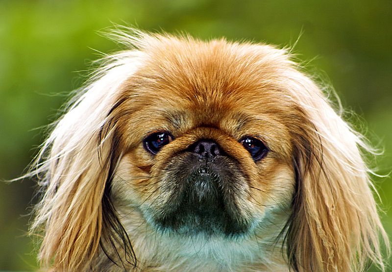 Pekingese