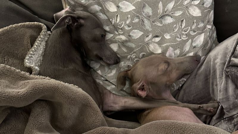 Greyhounds: Couch Potatoes Better In Pairs