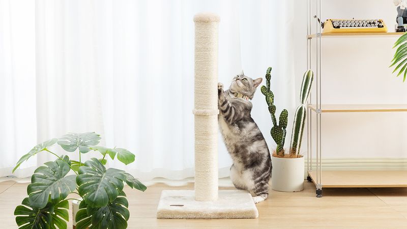 Sturdy Scratching Posts Save Furniture