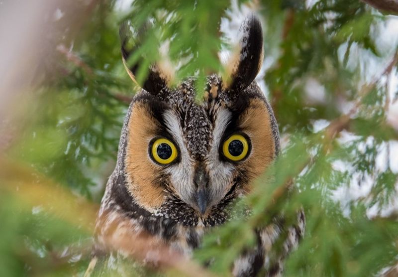 It's A Milestone For Conservation Efforts